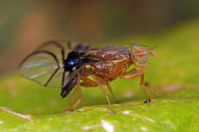 Anomoia purmunda / Weidorn-Bohrfliege / Bohrfliegen - Tephritidae Ordnung: Diptera - Zweiflgler / Unterordnung: Fliegen - Brachycera (Cyclorrhapha)