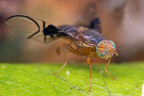Anomoia purmunda / Weidorn-Bohrfliege / Bohrfliegen - Tephritidae Ordnung: Diptera - Zweiflgler / Unterordnung: Fliegen - Brachycera (Cyclorrhapha)