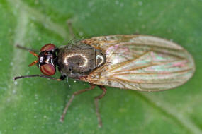 Calliopum simillimum oder Calliopum aeneum