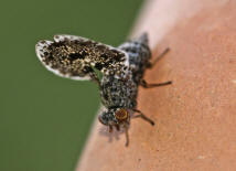 Callopistromyia annulipes / "Pfauenfliege"  / Schmuckfliegen - Ulidiidae (Neueinwanderer aus Nordamerika)