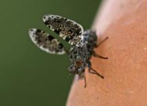 Callopistromyia annulipes / "Pfauenfliege"  / Schmuckfliegen - Ulidiidae (Neueinwanderer aus Nordamerika)