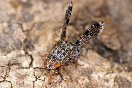 Callopistromyia annulipes / "Pfauenfliege"  / Schmuckfliegen - Ulidiidae (Neueinwanderer aus Nordamerika)