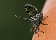 Callopistromyia annulipes / "Pfauenfliege"  / Schmuckfliegen - Ulidiidae (Neueinwanderer aus Nordamerika)