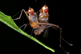 Calobata petronella / Ohne deutschen Namen / Stelzfliegen - Micropezidae / Ordnung: Zweiflgler - Diptera / Fliegen - Brachycera