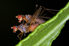 Calobata petronella / Ohne deutschen Namen / Stelzfliegen - Micropezidae / Ordnung: Zweiflügler - Diptera / Fliegen - Brachycera