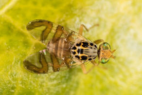 Carpomya schineri (Loew, 1856) / Bohrfliegen - Tephritidae