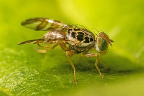 Carpomya schineri (Loew, 1856) / Bohrfliegen - Tephritidae