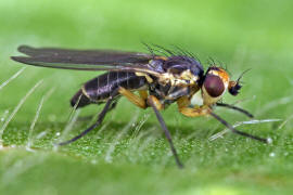 Cerodontha denticornis / Ohne deutschen Namen / Minierfliegen - Agromyzidae