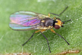 Cerodontha denticornis / Ohne deutschen Namen / Minierfliegen - Agromyzidae