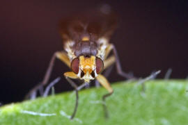 Cerodontha denticornis / Ohne deutschen Namen / Minierfliegen - Agromyzidae