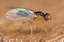 Chamaepsila pectoralis / Ohne deutschen Namen / Nacktfliegen - Psilidae / Ordnung: Zweiflgler - Diptera / Fliegen - Brachycera