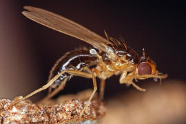 Chamaepsila pectoralis / Ohne deutschen Namen / Nacktfliegen - Psilidae / Ordnung: Zweiflgler - Diptera / Fliegen - Brachycera