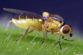 Chlorops oder Thaumatomyia? (Chloropidae - Halmfliegen)