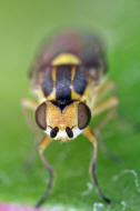 Chlorops oder Thaumatomyia? (Chloropidae - Halmfliegen)