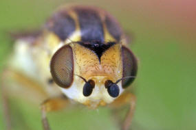 Chlorops oder Thaumatomyia? (Chloropidae - Halmfliegen)