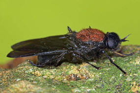 Clitellaria ephippium (Fabricius 1775) / Waffenfliegen - Stratiomyidae