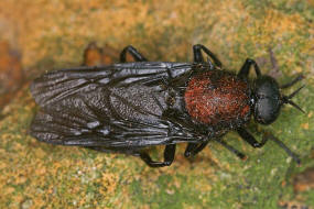 Clitellaria ephippium (Fabricius 1775) / Waffenfliegen - Stratiomyidae