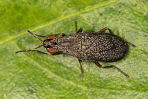 Coremacera marginata / Melierte Schneckenfliege / Hornfliegen - Sciomyzidae / Diptera - Zweiflgler