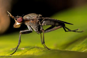 Coremacera marginata / Melierte Schneckenfliege / Hornfliegen - Sciomyzidae / Diptera - Zweiflgler