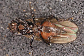 Crumomyia spec. / Ohne deutschen Namen / Dungfliegen - Sphaeroceridae