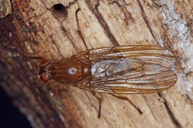 Dryomyza flaveola / Ohne deutschen Namen / Baumfliegen - Dryomyzidae