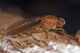 Dryomyza flaveola / Ohne deutschen Namen / Baumfliegen - Dryomyzidae