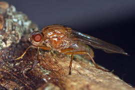 Dryomyza flaveola / Ohne deutschen Namen / Baumfliegen - Dryomyzidae