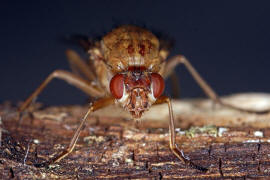 Dryomyza flaveola / Ohne deutschen Namen / Baumfliegen - Dryomyzidae