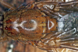 Dryomyza flaveola / Ohne deutschen Namen / Baumfliegen - Dryomyzidae