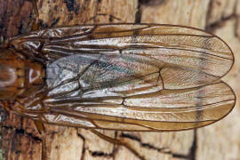 Dryomyza flaveola / Ohne deutschen Namen / Baumfliegen - Dryomyzidae