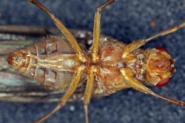 Dryomyza flaveola / Ohne deutschen Namen / Baumfliegen - Dryomyzidae