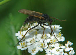 Empis tesselata / "Gewrfelte Tanzfliege" / Tanzfliegen - Empididae / Ordnung: Zweiflgler - Diptera - Brachycera