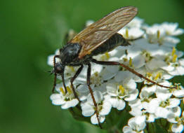 Empis tesselata / "Gewrfelte Tanzfliege" / Tanzfliegen - Empididae / Ordnung: Zweiflgler - Diptera - Brachycera