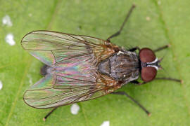 Fannia spec. (Mnnchen) / Fanniidae