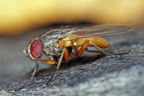 Fannia lustrator / Ohne deutschen Namen / Fanniidae / Brachycera - Fliegen / Ordnung: Diptera - Zweiflgler