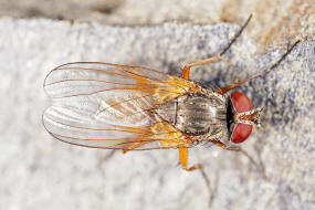 Fannia lustrator / Ohne deutschen Namen / Fanniidae / Brachycera - Fliegen / Ordnung: Diptera - Zweiflgler