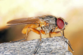 Fannia lustrator / Ohne deutschen Namen / Fanniidae / Brachycera - Fliegen / Ordnung: Diptera - Zweiflgler