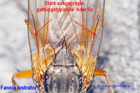 Fannia lustrator / Ohne deutschen Namen / Fanniidae / Brachycera - Fliegen / Ordnung: Diptera - Zweiflgler