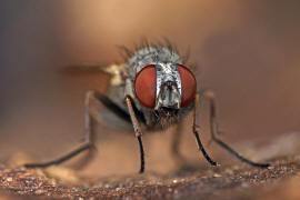 Fannia pallitibia / Ohne deutschen Namen / Fanniidae / Ordnung: Diptera - Zweiflgler / Brachycera - Fliegen