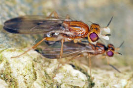 Hendelia beckeri / Ohne deutschen Namen / Clusiidae / Ordnung: Zweiflgler - Diptera