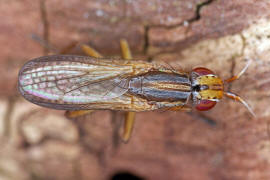 Limnia unguicornis / Ohne deutschen Namen / Hornfliegen - Sciomyzidae / Ordnung: Zweiflügler - Diptera - Brachycera