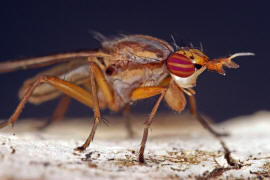 Limnia unguicornis / Ohne deutschen Namen / Hornfliegen - Sciomyzidae / Ordnung: Zweiflgler - Diptera - Brachycera