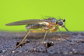 Lonchoptera lutea / Ohne deutschen Namen / Lanzenfliegen - Lonchopteridae / Ordnung: Zweiflgler - Diptera