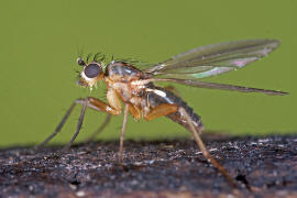 Lonchoptera lutea / Ohne deutschen Namen / Lanzenfliegen - Lonchopteridae / Ordnung: Zweiflügler - Diptera