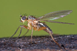 Lonchoptera lutea / Ohne deutschen Namen / Lanzenfliegen - Lonchopteridae / Ordnung: Zweiflgler - Diptera