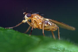 Lonchoptera lutea / Ohne deutschen Namen / Lanzenfliegen - Lonchopteridae / Ordnung: Zweiflgler - Diptera