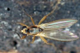 Lonchoptera lutea / Ohne deutschen Namen / Lanzenfliegen - Lonchopteridae / Ordnung: Zweiflügler - Diptera