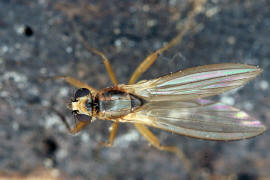 Lonchoptera lutea / Ohne deutschen Namen / Lanzenfliegen - Lonchopteridae / Ordnung: Zweiflgler - Diptera