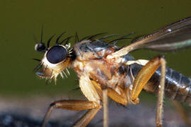 Lonchoptera lutea / Ohne deutschen Namen / Lanzenfliegen - Lonchopteridae / Ordnung: Zweiflgler - Diptera