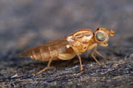 Meromyza spec. / "Halmfliegen-Arten" / Halmfliegen - Chloropidae / Ordnung: Zweiflgler - Diptera - Brachycera